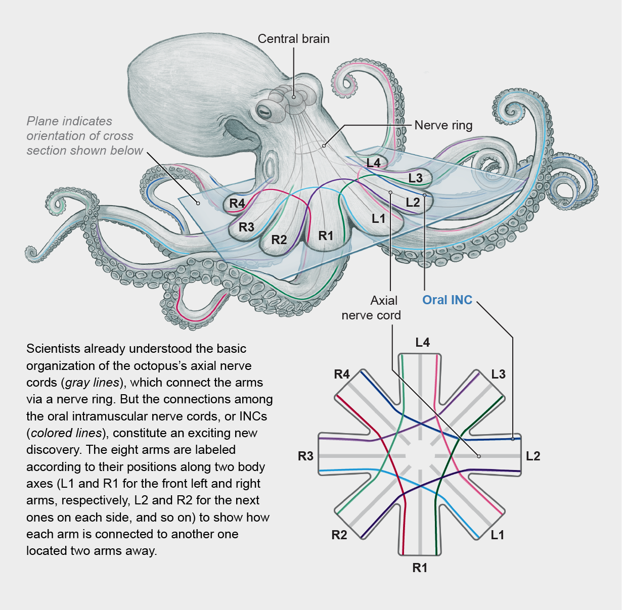 Figure 1. Octopus arm neuroanatomy: axial nerve cords and oral intramuscular nerve cords (INCs) linking arms two positions apart.